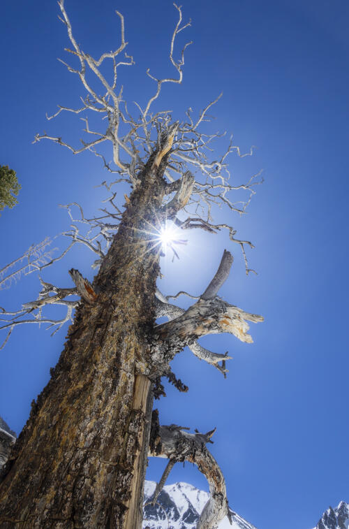 Dead Tree