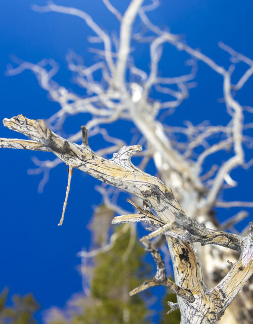 White Bark