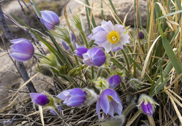 Pasque Flowers