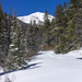 Meadow Opening