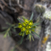 Young Spurge