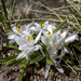 Sand Lillys
