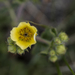 Sticky Cinquefoil