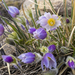 Pasque Flowers