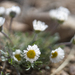 Fleabane