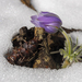 Out of the Snow
