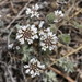 Wild Candytuft