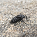 Oil Beetle