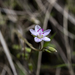 Spring Beauty