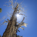 Dead Tree