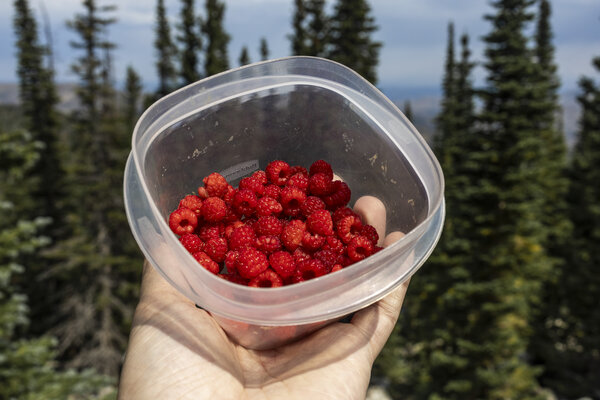 Raspberry Forging