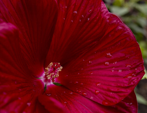 Hibiscus