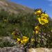 Monkey Flower