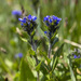 Alpine Speedwell