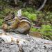 Pine Nut Snack Time
