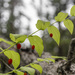 Twisted Stalk Berry