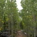 Aspen Grove