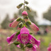 Foxglove