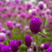 Globe Amaranth