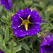 Calibrachoa 