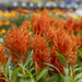 Orange Celosia