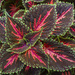 Colorful Leaves