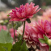 Dahlia