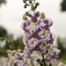 Angelonia 