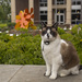 Garden Cat