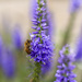Bees of the Gardens