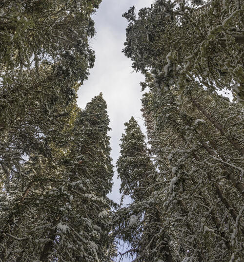 Looking Up