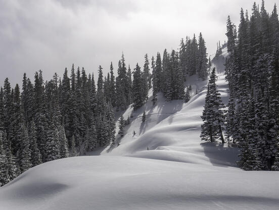Blanket of Snow