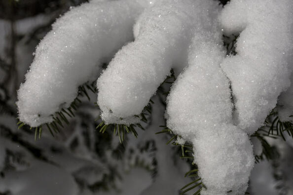 Snowy Fingers