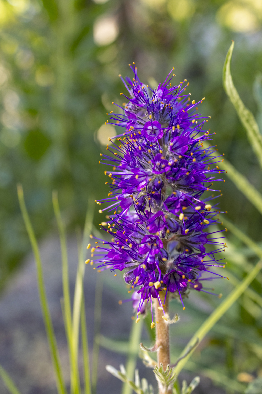 Purple Fringe