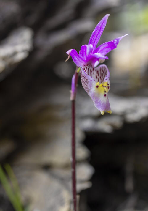 Fiary Slipper Orchid