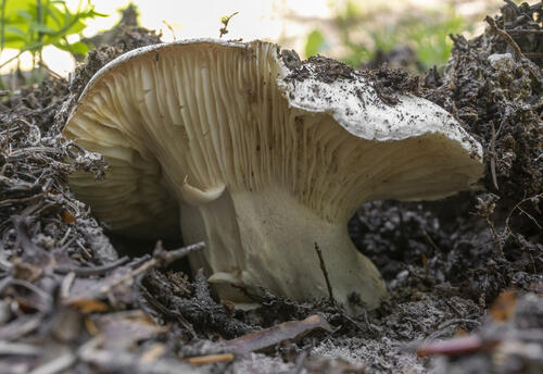 Pushing up the Ground