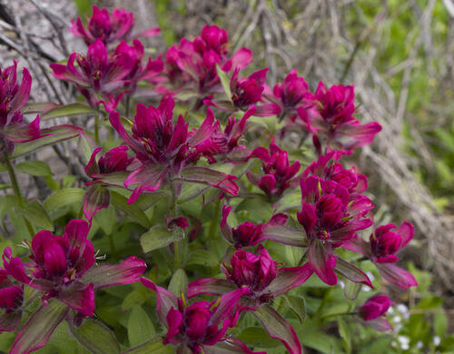 Paintbrush Bush