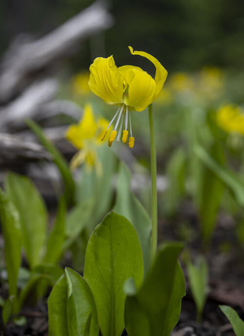 Avalanche Lily