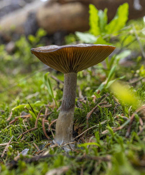 Mycelium Stem