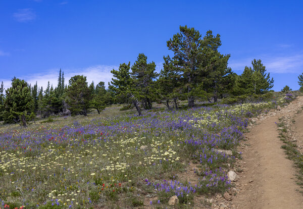 Wildflowers Everywhere