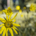 Arnica and the Bee