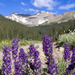 Purple Fringe in the Mountains