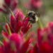 Little Pollinator