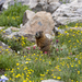 Marmot Life