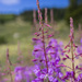 Fireweed