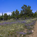 Wildflowers Everywhere