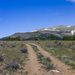 Lupine in the Mountains