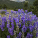 Big Lupine Bushes