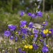 Tasty Harebells