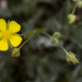 Bigflower Cinquefoil